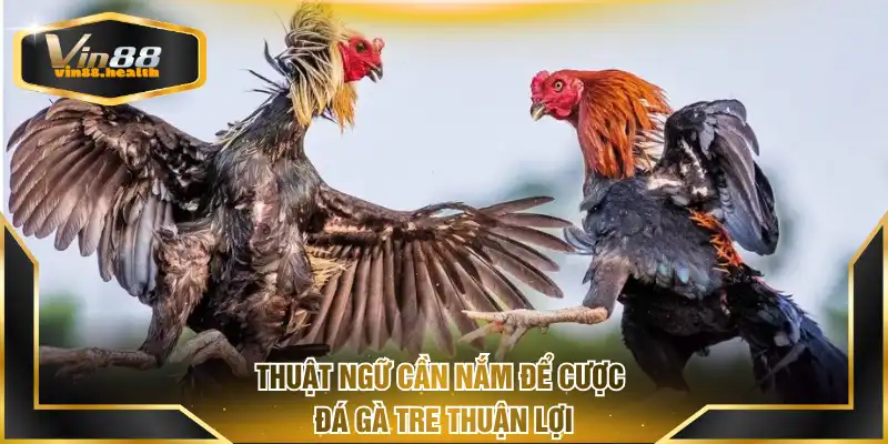 Thuật ngữ cần nắm để cược đá gà tre thuận lợi